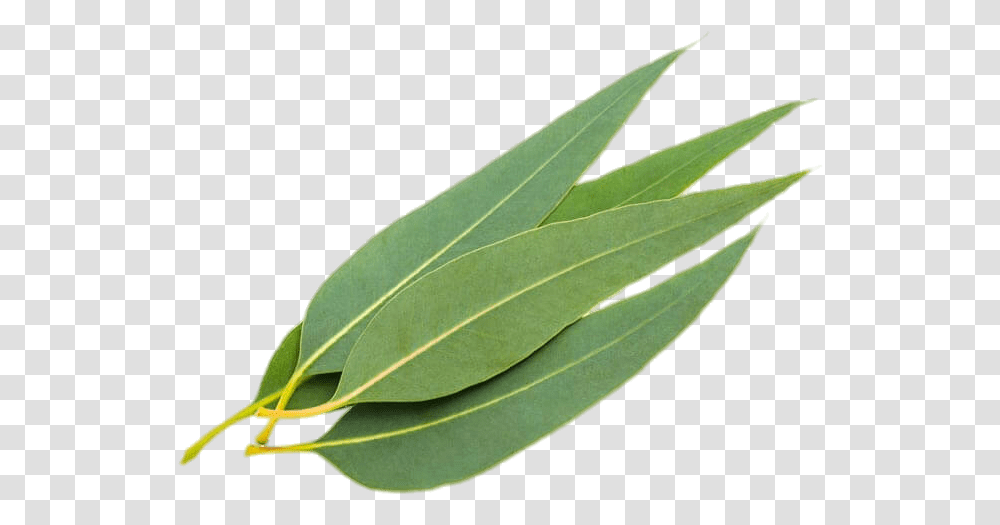 Eucalyptus Leaves Eucalyptus Leaves, Leaf, Plant, Tree, Annonaceae Transparent Png