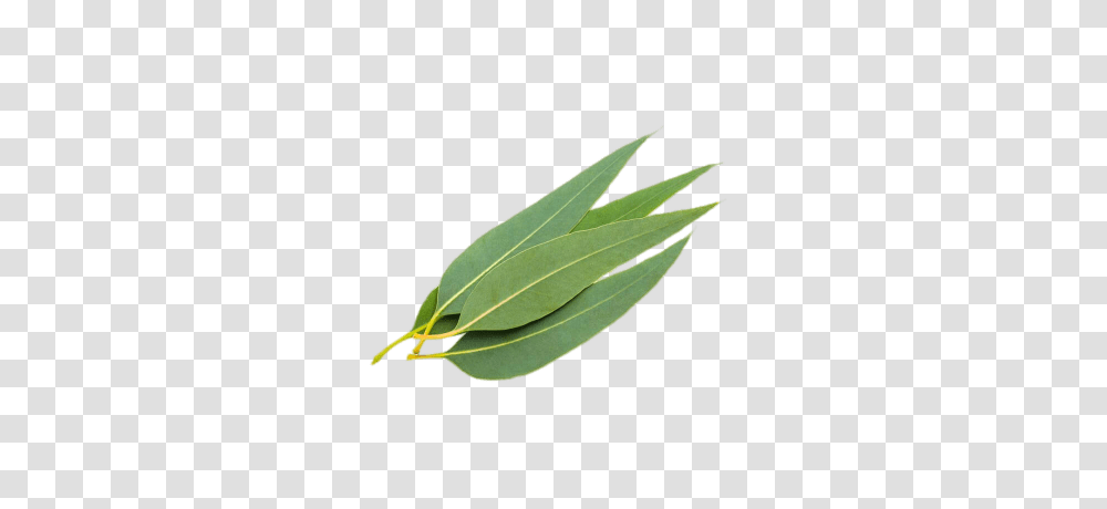 Eucalyptus Leaves, Leaf, Plant, Green, Insect Transparent Png