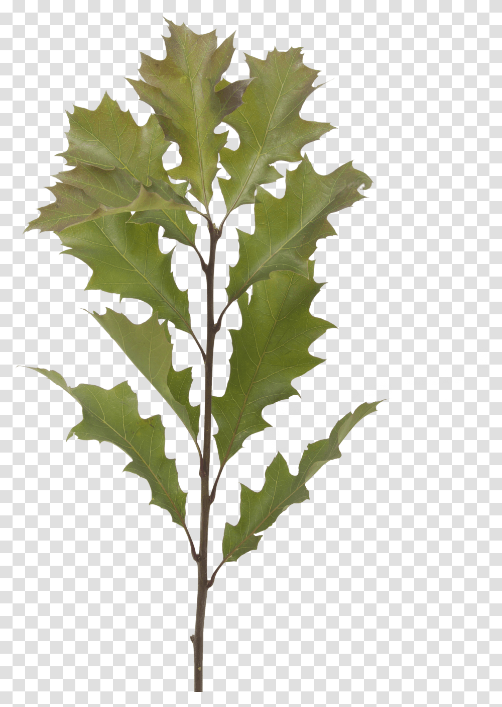 Eucalyptus Leaves, Leaf, Plant, Tree, Oak Transparent Png