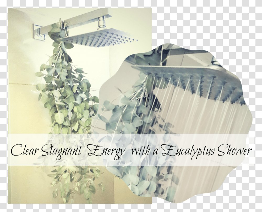 Eucalyptus Leaves, Shower Faucet, Room, Indoors, Bathroom Transparent Png