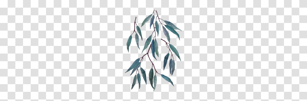Eucalyptus Leaves Tropical Plants Botanical Leaf N, Tree, Pattern, Flower Transparent Png
