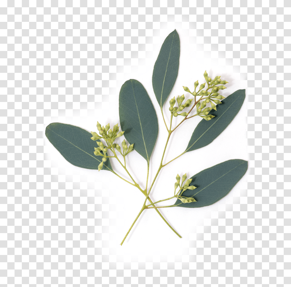 Eucalyptus Plant Download Eucalyptus Leaves, Leaf, Flower, Vase, Jar Transparent Png