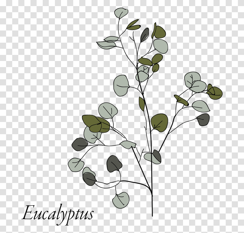 Eucalyptus, Plant, Petal, Flower, Grain Transparent Png
