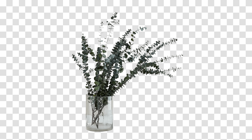 Eucalyptus, Plant, Vase, Jar, Pottery Transparent Png