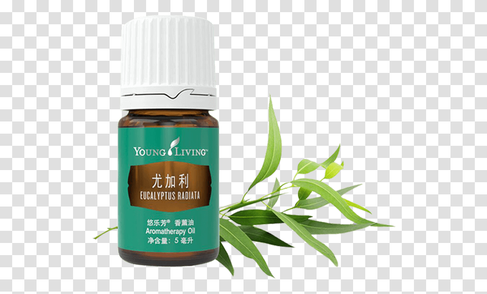Eucalyptus Radiata Essential Oil Young Living Essential Oil From Australia, Plant, Herbal, Herbs, Planter Transparent Png