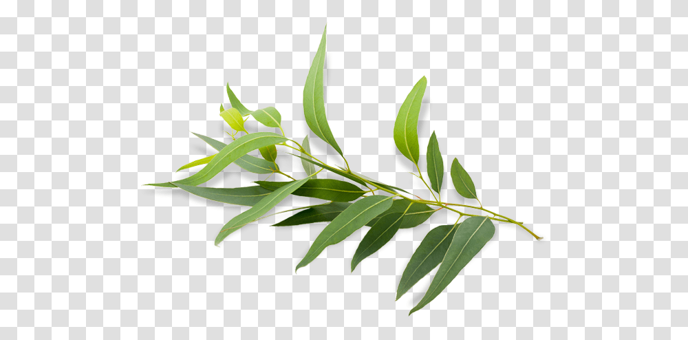 Eucalyptus Radiata Eucalyptus Polybractea Eucalyptus Eucalyptus, Leaf, Plant, Tree, Flower Transparent Png