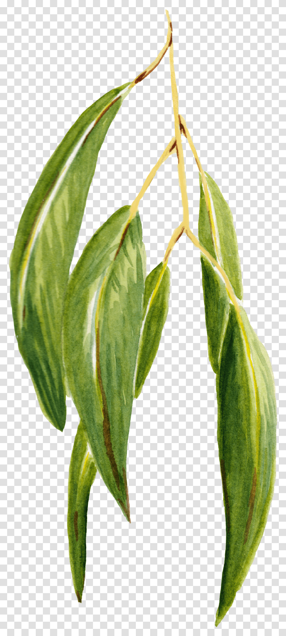 Eucalyptus Tea Plant, Leaf, Tree, Veins, Annonaceae Transparent Png