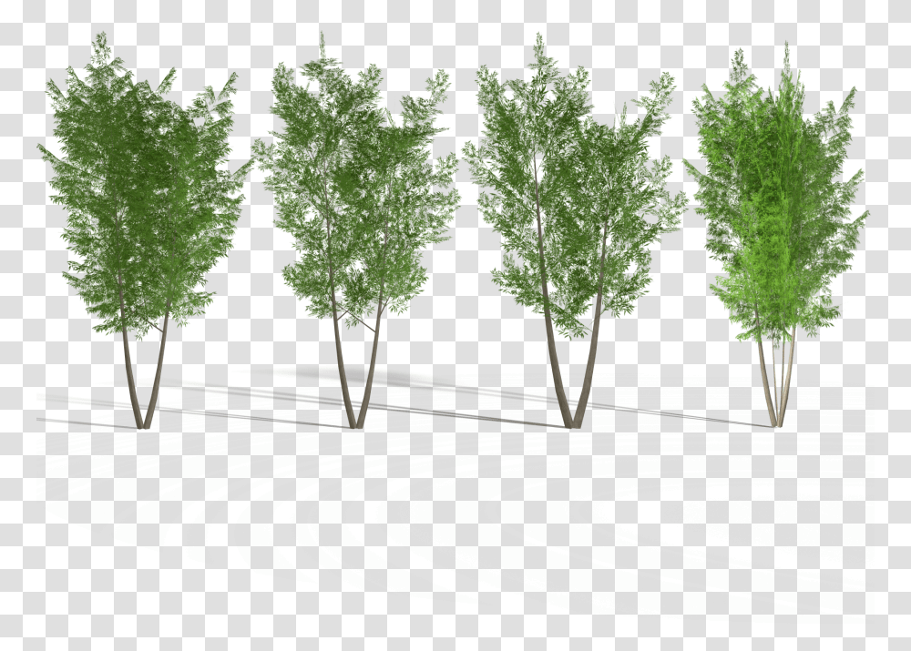 Eucalyptus Tree 2 Royalty Free 3d Model, Leaf, Plant, Veins, Maple Transparent Png