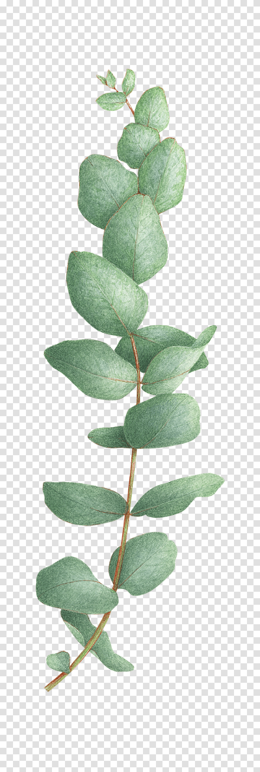 Eucalyptus Tree Eucalyptus Tattoo, Leaf, Plant, Flower, Blossom Transparent Png