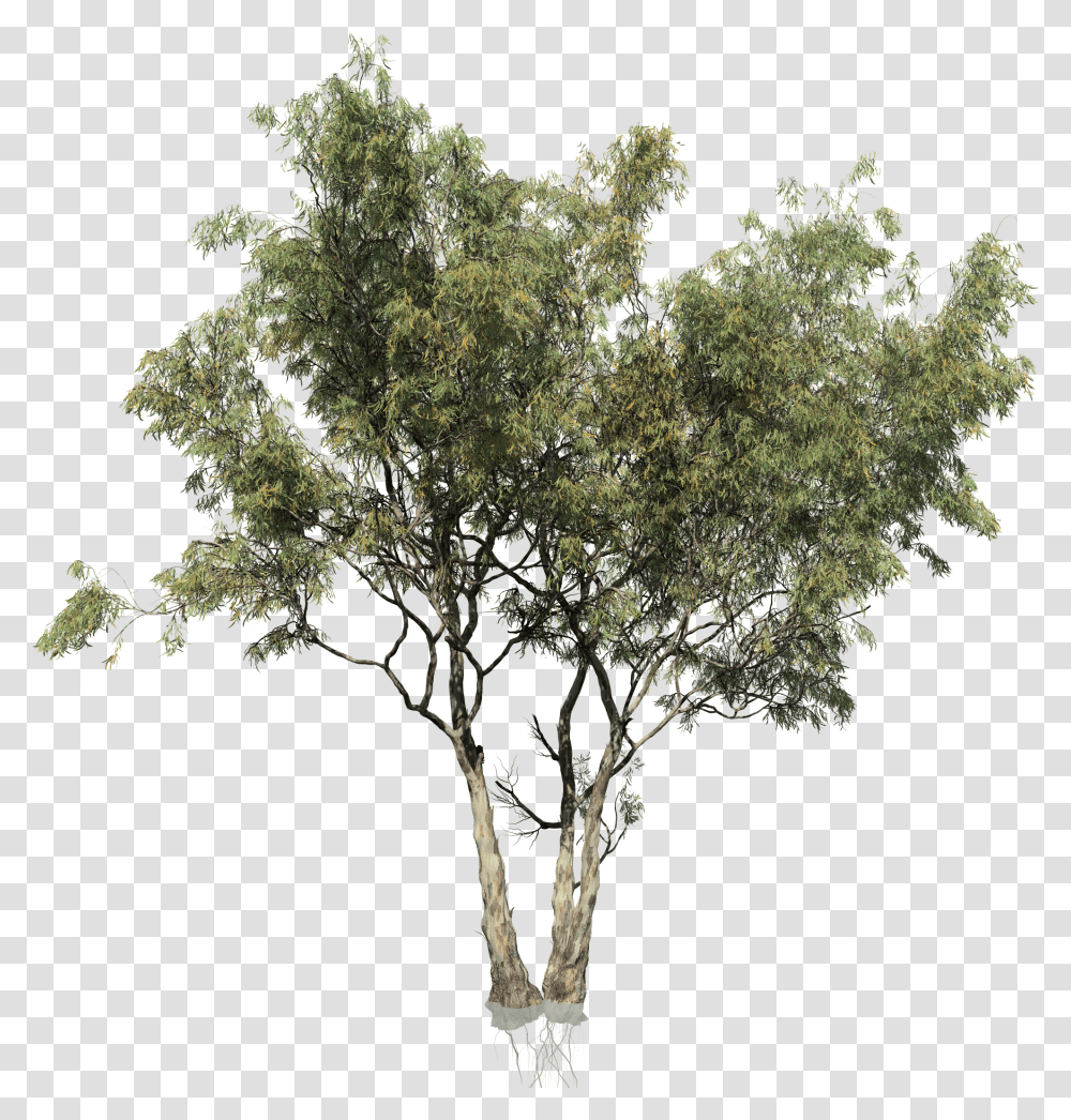Eucalyptus Tree Eucalyptus Tree Cut Out, Plant, Tree Trunk, Vegetation, Nature Transparent Png