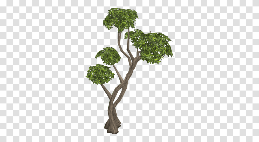 Eucalyptus Tree Eucalyptus Tree, Plant, Leaf, Tree Trunk, Conifer Transparent Png