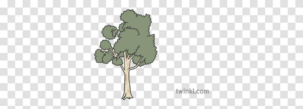 Eucalyptus Tree Illustration Twinkl Twinkl Com Tree, Plant, Flower, Vegetation, Tree Trunk Transparent Png