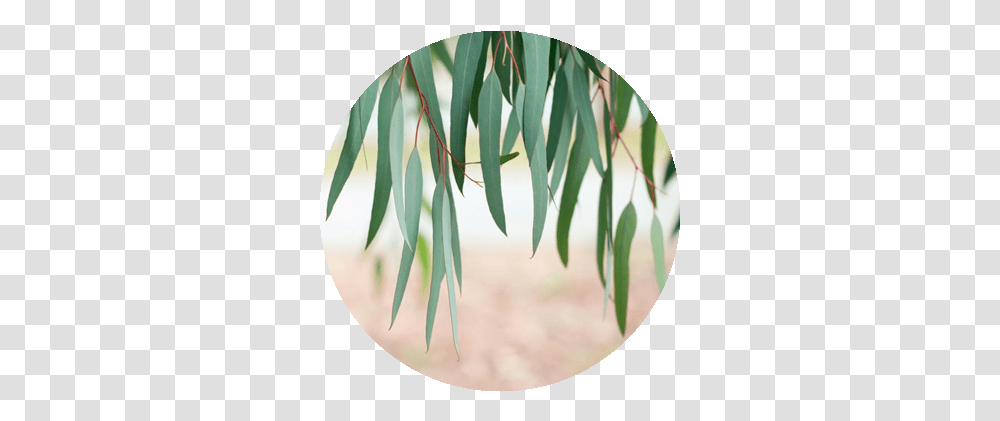 Eucalyptus Tree Tencel Eucalyptus Tree, Plant, Flower, Art, Pottery Transparent Png