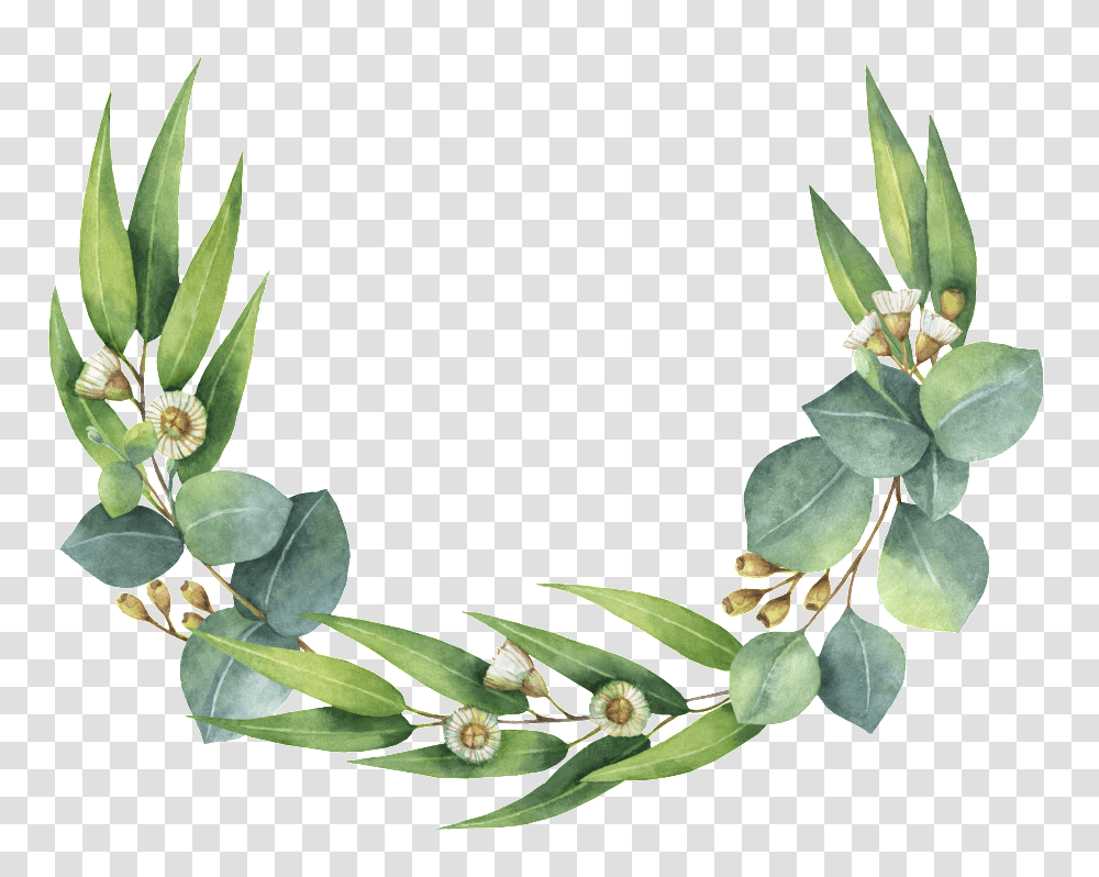 Eucalyptus Wreath Clipart Gum Leaves, Plant, Flower, Leaf, Tulip Transparent Png