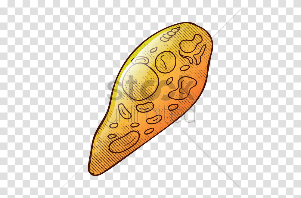 Euglena Vector Image, Plant, Fishing Lure, Bait, Incense Transparent Png