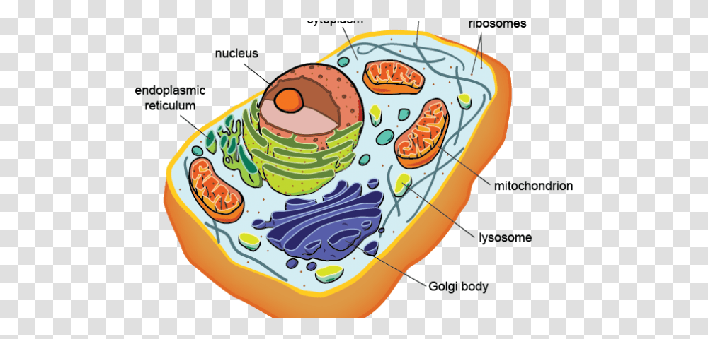 Eukaryote Origins, Food, Hat Transparent Png