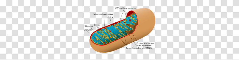 Eukaryotic Cells, Apparel, Footwear, Shoe Transparent Png