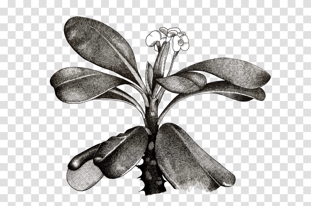 Euphorbia Milii Plant Sketch, Acanthaceae, Flower, Blossom, Iris Transparent Png