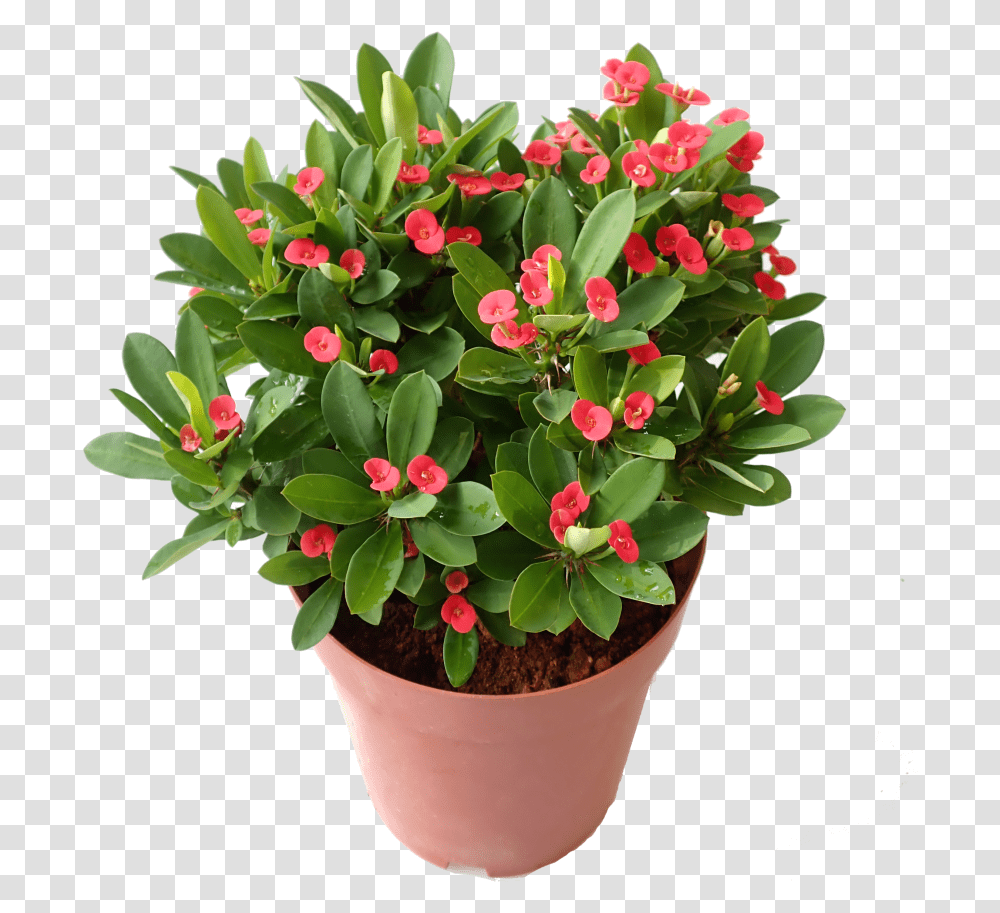 Euphorbia Milli 88 Crown Of Thorns, Plant, Flower, Blossom, Flower Bouquet Transparent Png