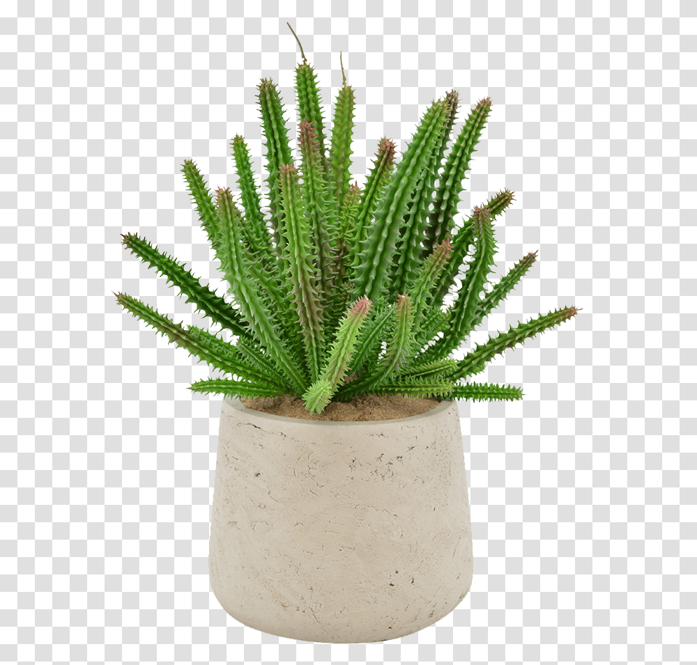 Euphorbia Succulent, Aloe, Plant, Pineapple, Fruit Transparent Png