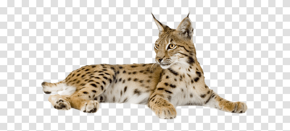 Eurasian Lynx Bobcat Felidae Kitten Lynx, Wildlife, Animal, Panther, Mammal Transparent Png