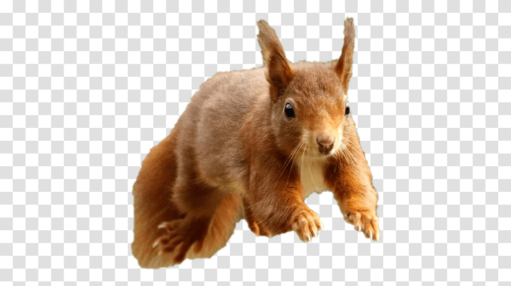 Eurasian Red Squirrel, Mammal, Animal, Cat, Pet Transparent Png