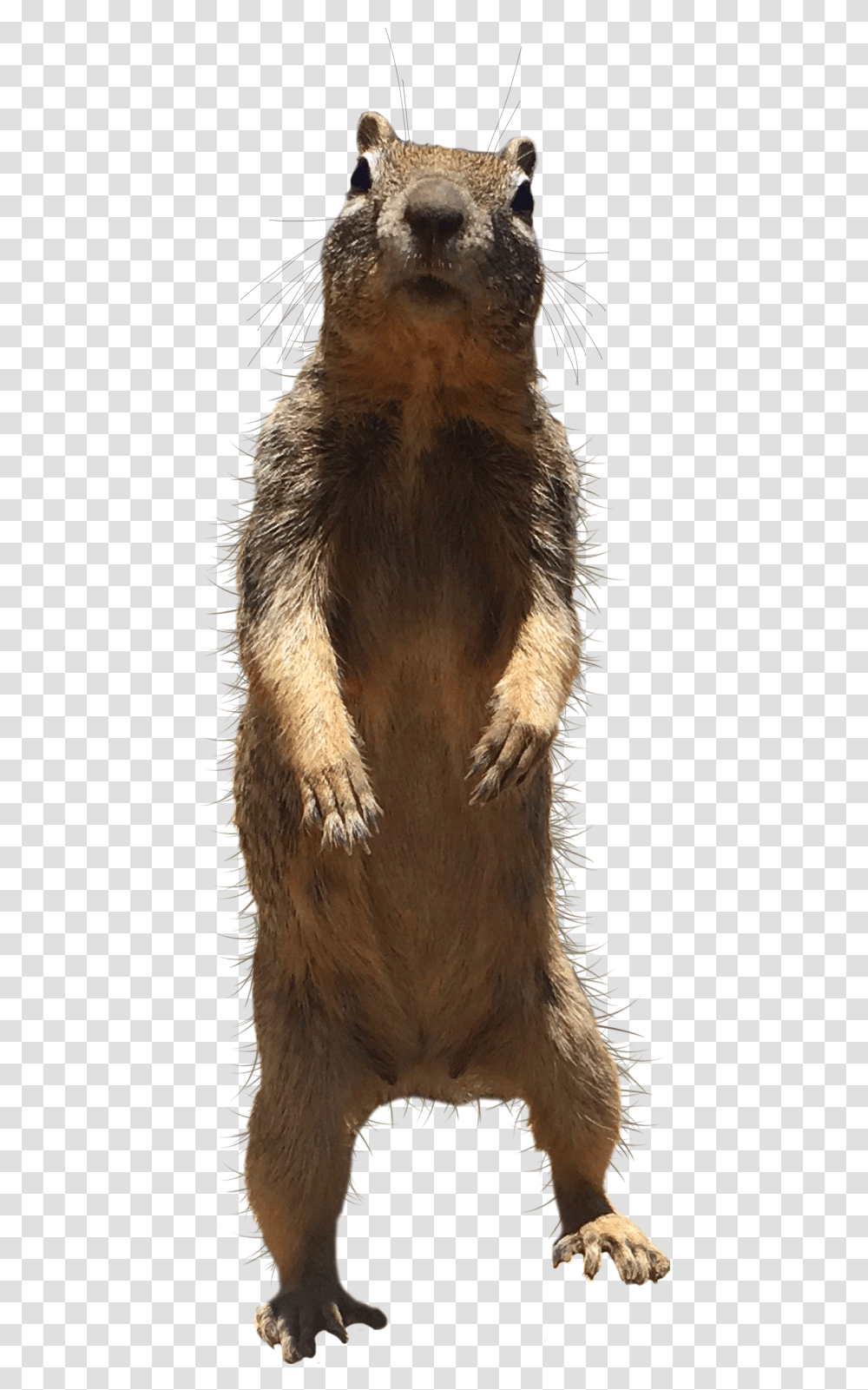 Eurasian Red Squirrel, Mammal, Animal, Wildlife, Meerkat Transparent Png