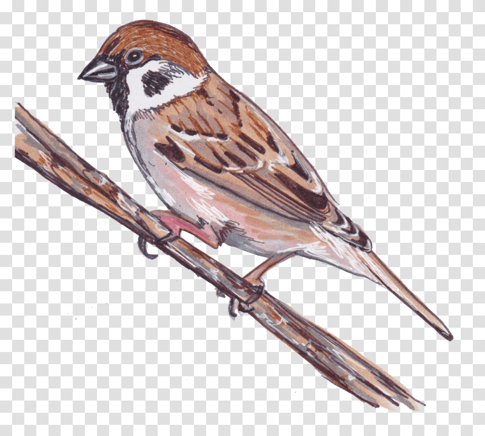 Eurasian Tree Sparrow Lark Clipart, Bird, Animal, Finch, Anthus Transparent Png