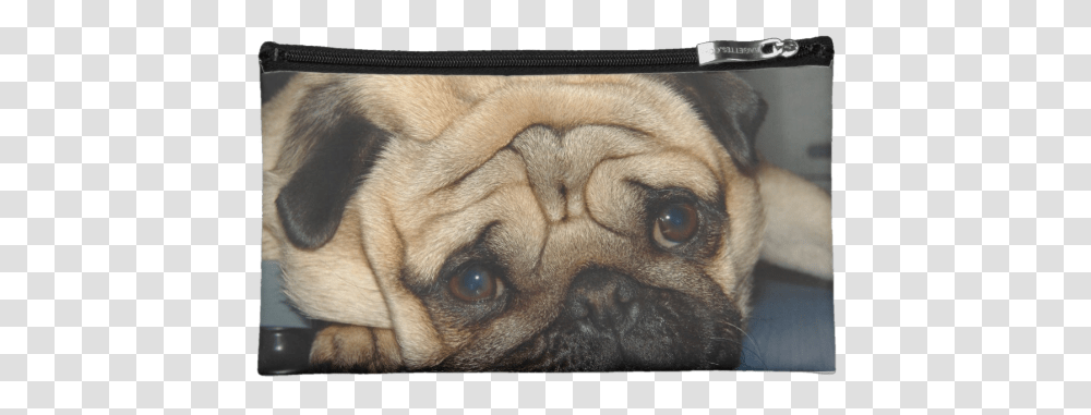 Euro Pug Face Bag Pug, Dog, Pet, Canine, Animal Transparent Png