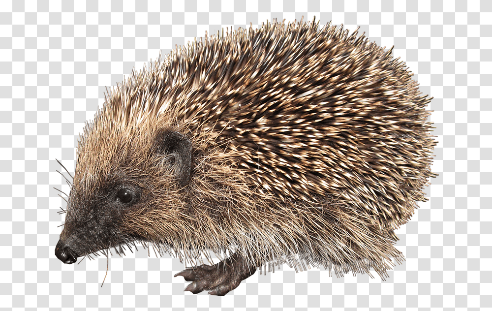 European Hedgehog, Mammal, Animal, Rat, Rodent Transparent Png