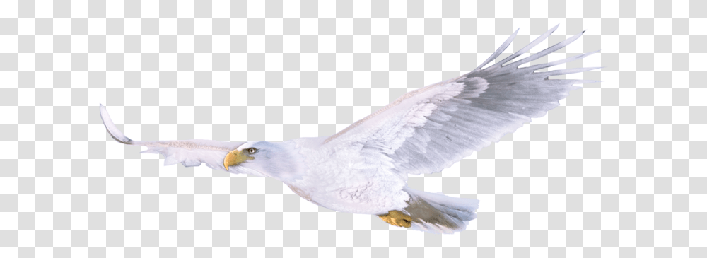 European Herring Gull, Bird, Animal, Beak, Pigeon Transparent Png