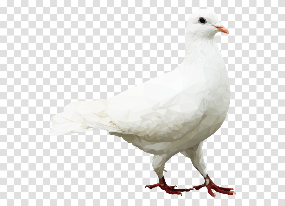 European Herring Gull, Bird, Animal, Dove, Pigeon Transparent Png