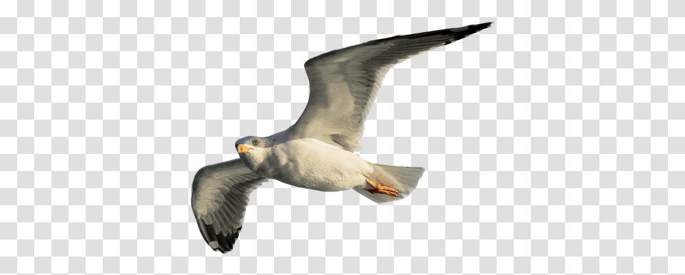 European Herring Gull, Bird, Animal, Flying, Seagull Transparent Png