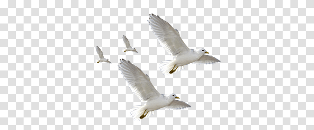 European Herring Gull Common Flying Seagulls, Bird, Animal, Dove, Pigeon Transparent Png