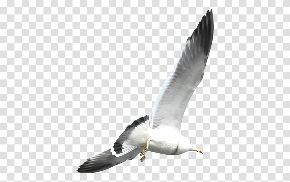 European Herring Gull Flight Bird Weie Vogel Mit Grauer Flgeln, Seagull, Animal, Flying, Person Transparent Png