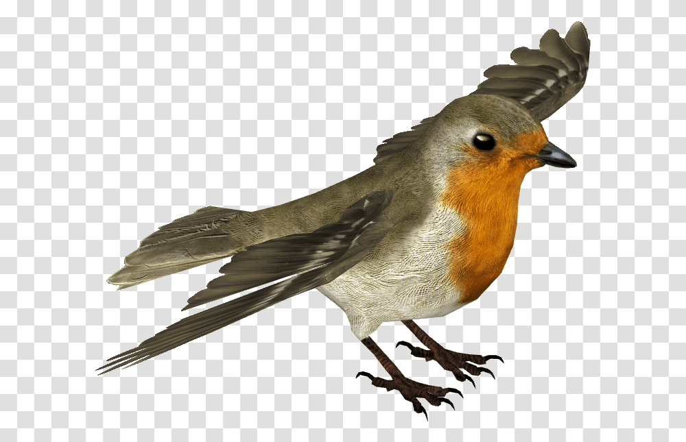 European Robin Background Bird Fly Background, Animal Transparent Png