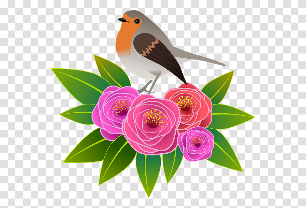 European Robin, Bird, Animal, Plant, Flower Transparent Png