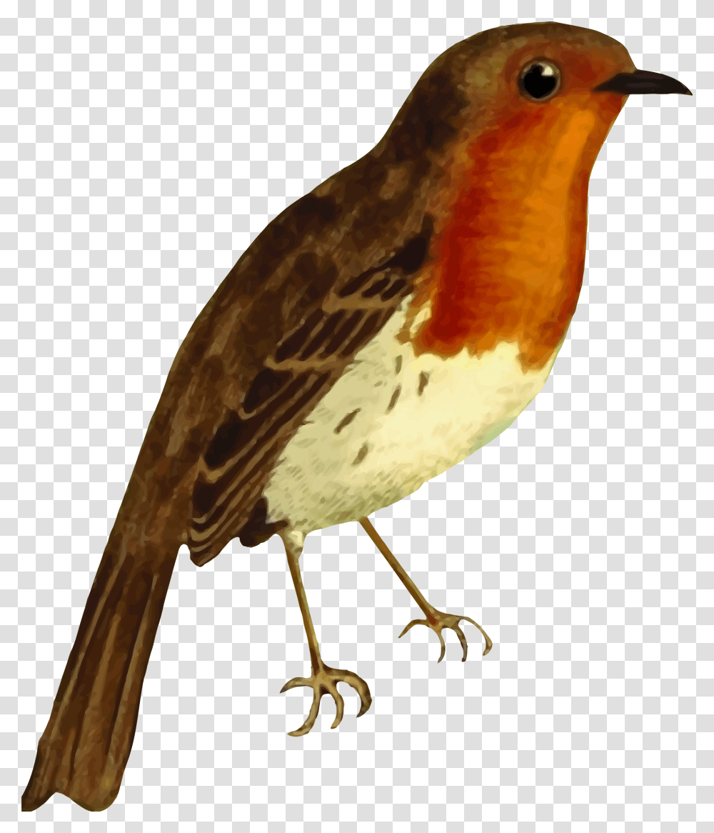 European Robin Isolated Big Robin Red Breast Clipart, Bird, Animal, Beak, Finch Transparent Png