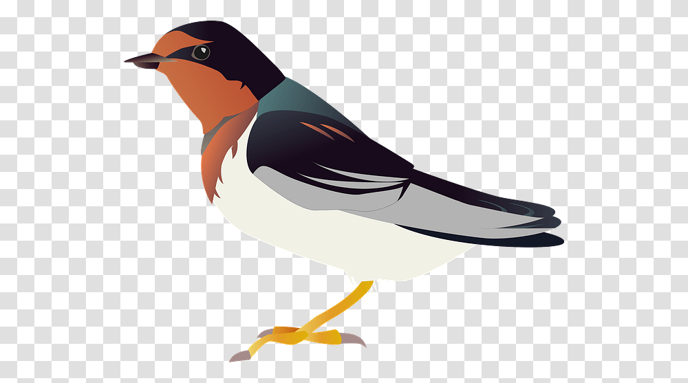 European Robin, Swallow, Bird, Animal, Finch Transparent Png