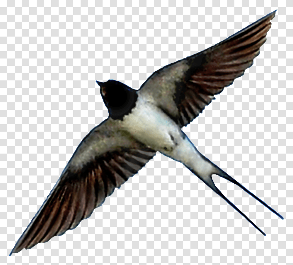 European Swallow, Bird, Animal, Flying, Bee Eater Transparent Png