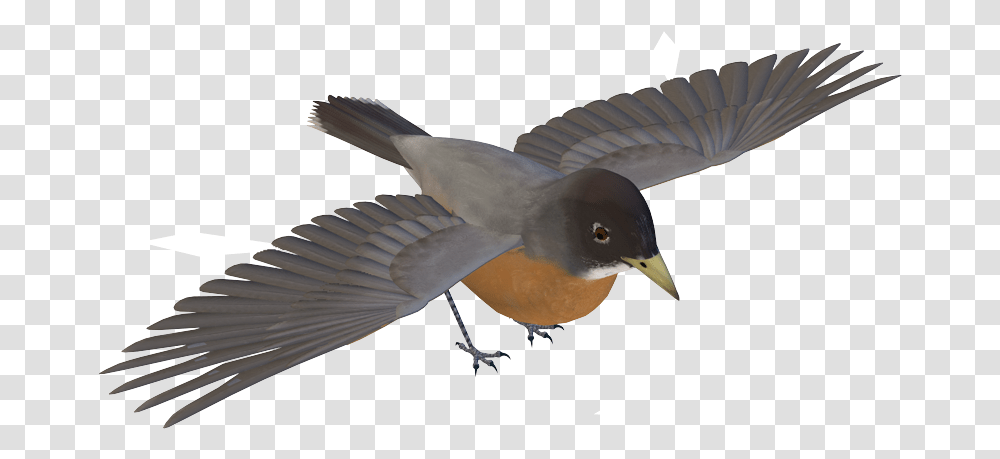 European Swallow, Bird, Animal, Robin, Jay Transparent Png