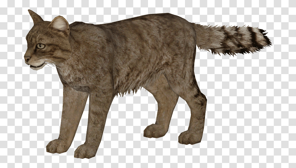 European Wildcat Additional Variants Zoo Tycoon 2 Olive Baboon, Manx, Pet, Mammal, Animal Transparent Png