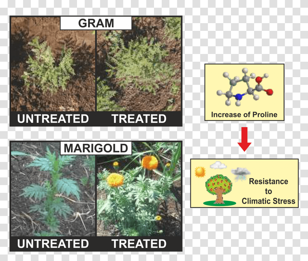 Euryops Pectinatus, Plant, Vegetation, Bush, Outdoors Transparent Png