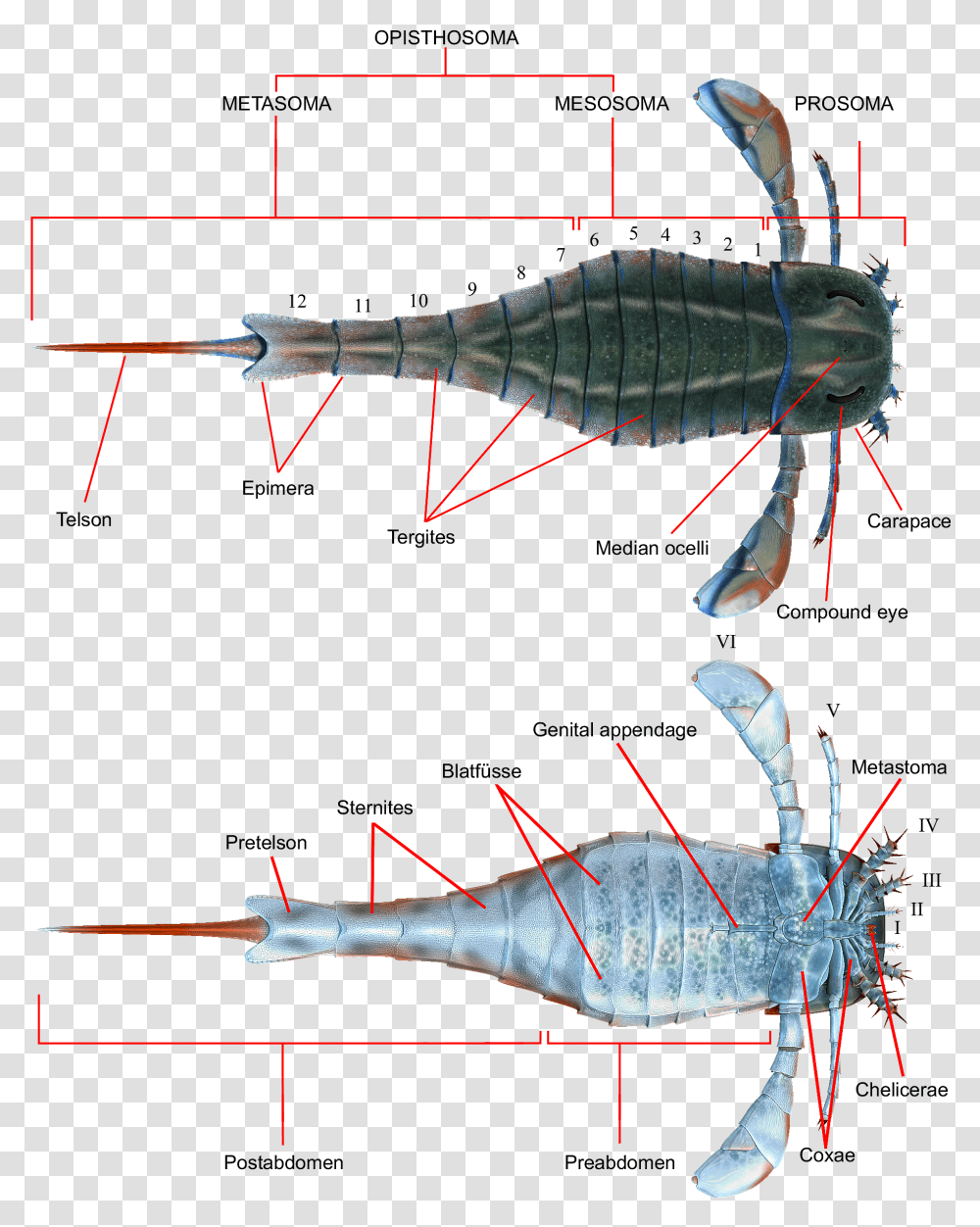 Eurypterus Anatomy Eurypterid Labeled, Bow, Soil, Animal, Sea Life Transparent Png