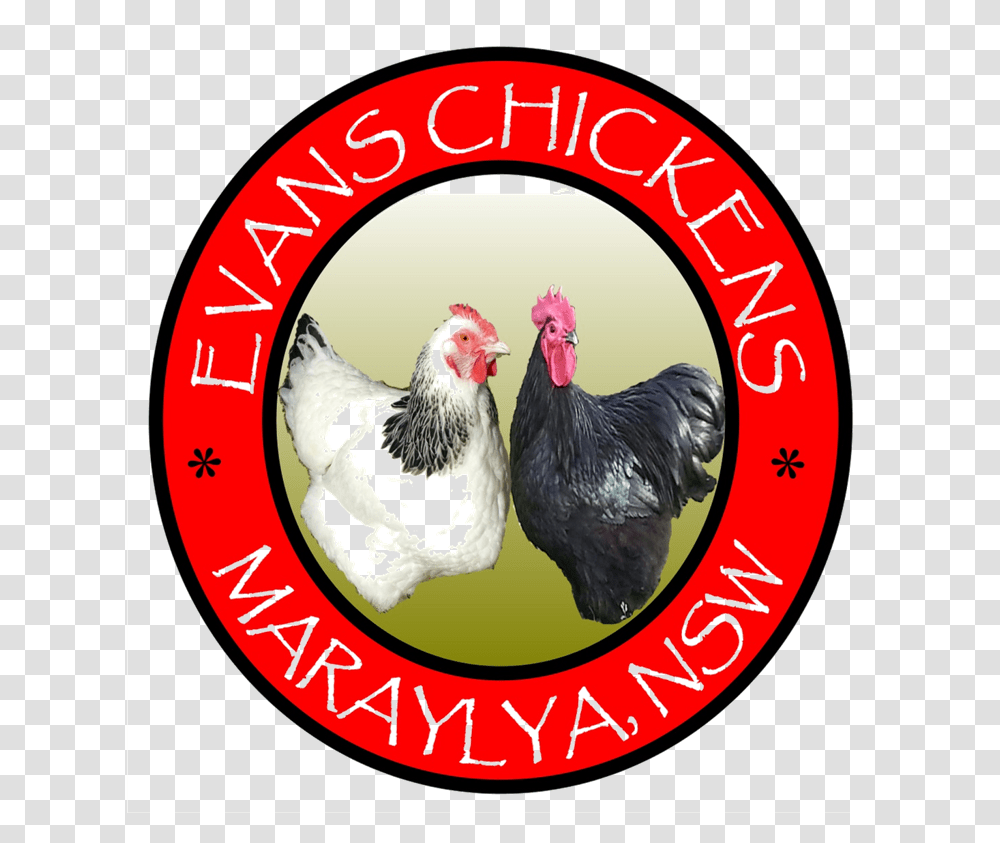 Evans Chickens Photos Backyard Chickens For Sale Sydney Rooster, Poultry, Fowl, Bird, Animal Transparent Png