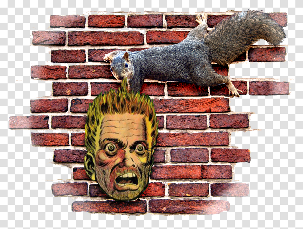 Evans Shaw Squirrels6Class Img Responsive Owl Lazy Brick, Wall, Tiger, Graffiti Transparent Png