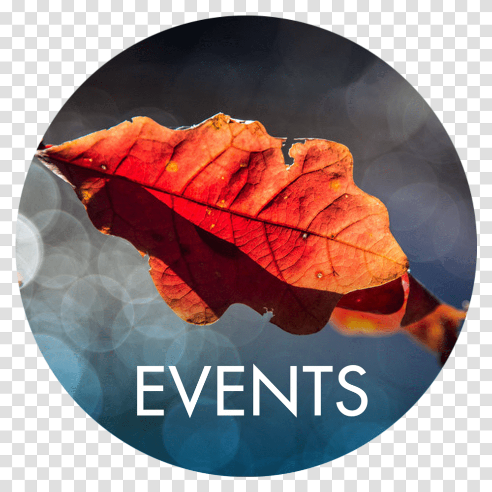 Events Autumn, Leaf, Plant, Tree, Rose Transparent Png