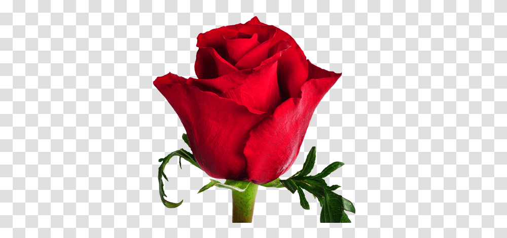 Ever Red Standard Roses Single Flower Images With Names, Plant, Blossom Transparent Png