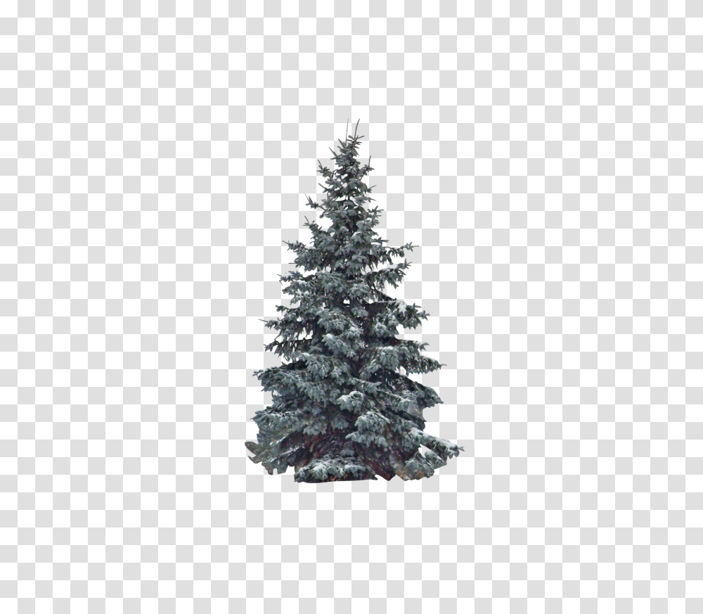 Evergreen Clip, Holiday, Tree, Plant, Christmas Tree Transparent Png