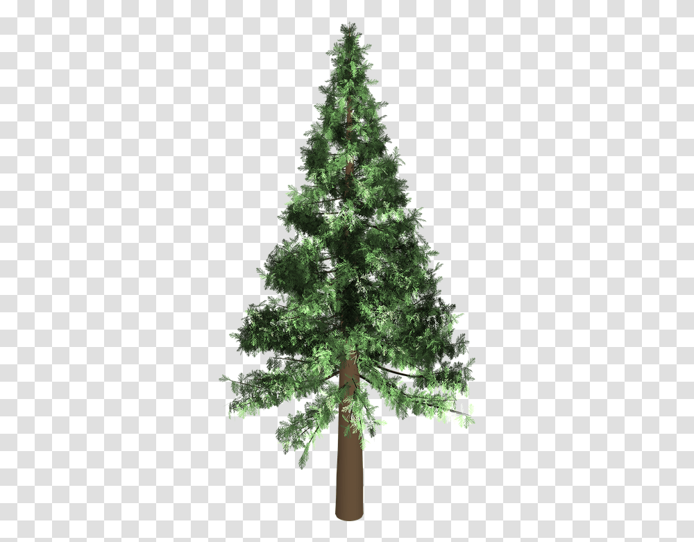 Evergreen 5 Image Evergreen Trees, Plant, Christmas Tree, Ornament, Fir Transparent Png